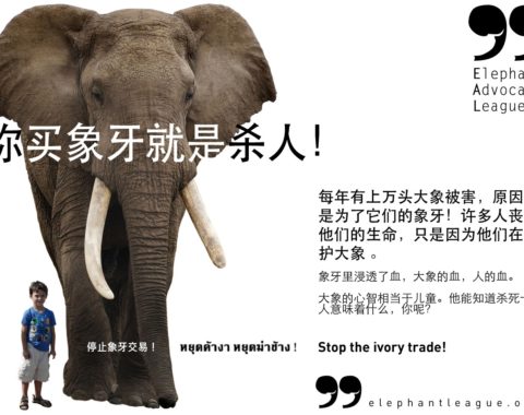 Elephant Advocacy League - IF YOU BUY IVORY, YOU KILL PEOPLE - Chinese