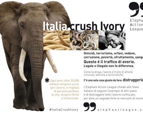 Elephant Action League - Italia Crush Ivory campaign