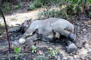 Elephant Advocacy League - Sumatran elephant killed - photo WWF