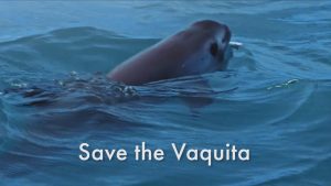 Jane Goodall Vaquita