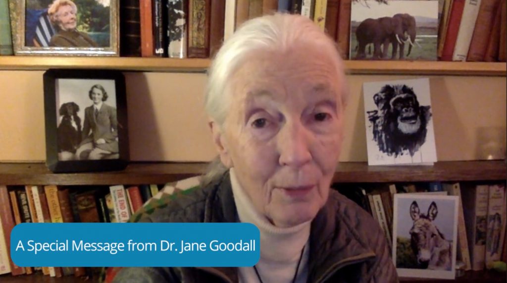 Jane Goodall and Earth League International